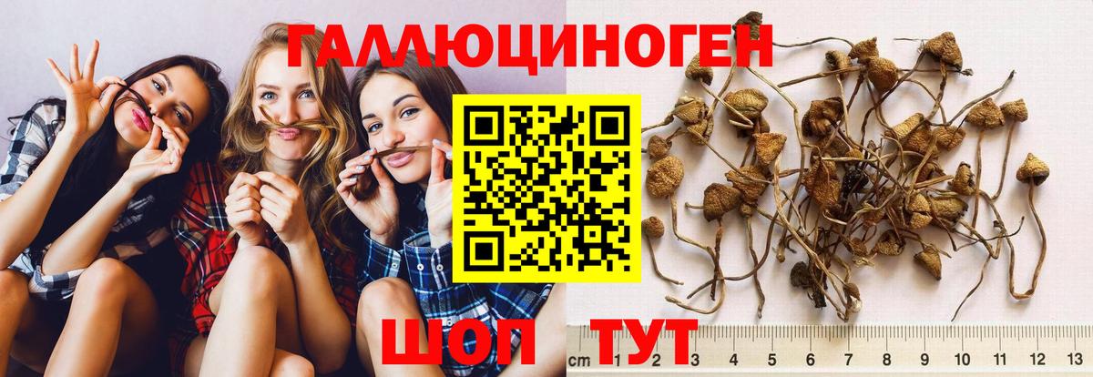 Донецк  Галлюциногенные грибы Cubensis  Вход с VPN 
